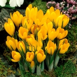 Žltý veľký kvetovaný krokus - 10 ks