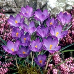 Crocus violet - 10 buc - 