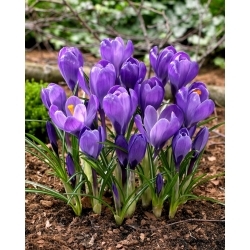 Azafrán flor grande violeta - pack XXL 100 uds.