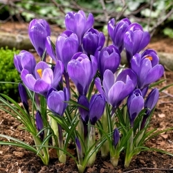 Azafrán flor grande violeta - pack XXL 100 uds.