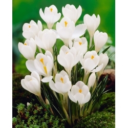 Croco bianco a fiore grande - Confezione XXL 100 pz