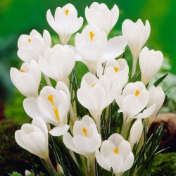 Açafrão branco grande florido - 10 unidades - 