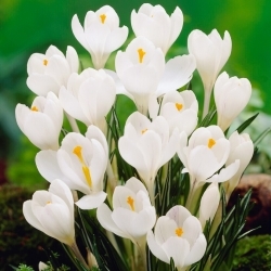 Croco bianco a fiore grande - Confezione XXXL - 500 pz