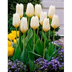 Purissima alacsony növekedésű tulipán - 5 db.