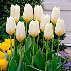 Tulipano a crescita bassa Purissima - confezione XL - 50 pz