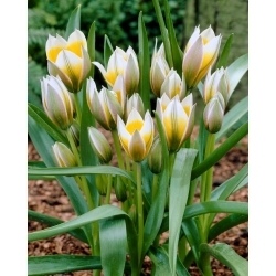 Tulipa Little Star - 5 unidades - 
