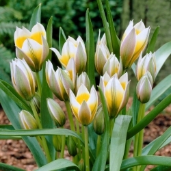 Tulipano Stella - Confezione XL - 50 pz