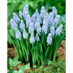 Valerie Finnis hroznový hyacint - 10 ks - 