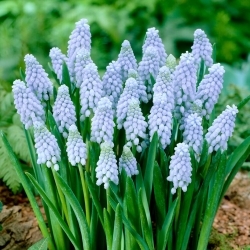Valerie Finnis druif hyacint - 10 stuks - 
