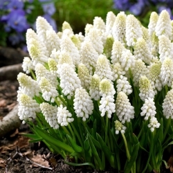 Hroznový hyacint White Magic - 10 ks - 