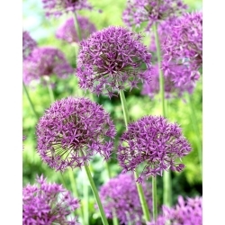 Cebola ornamental Violet Beauty - 3 unidades - 