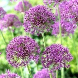 Violet Beauty ornamental onion -XXL pack 150 pcs