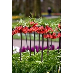 Corona di bellezza rossa imperiale; fritillaria imperiale, corona di Kaiser - confezione XL - 50 pz