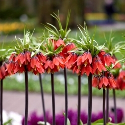 Corona di bellezza rossa imperiale; fritillaria imperiale, corona di Kaiser - confezione XL - 50 pz