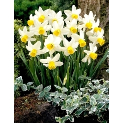 Jack Snipe daffodil - XL pack - 50 pcs
