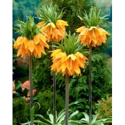 Orange Brilliant crown imperial; imperial fritillary, Kaiser's crown - large package! - 10 pcs