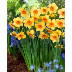 Kedron daffodil - 5 pcs - 