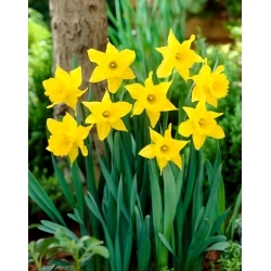 King Alfred daffodil - 5 pcs