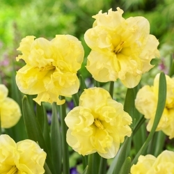 Sunny Side Up daffodil - XL pack - 50 pcs