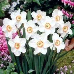Tommy's White Daffodil - XL pakiranje - 50 kom