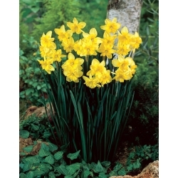 Driedelige narcis - XL-verpakking - 50 st - 
