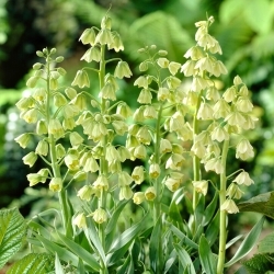 Ivory Bells persialainen lilja - 