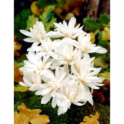 Alboplenum double autumn crocus; meadow saffron, naked lady - large package! - 10 pcs