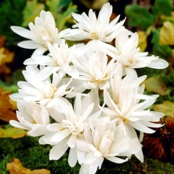 Alboplenum double autumn crocus; meadow saffron, naked lady - XL pack - 50 pcs