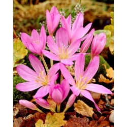 Purpureum autumn crocus; meadow saffron, naked lady -  XL pack - 50 pcs