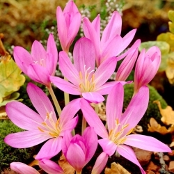 Purpureum autumn crocus; meadow saffron, naked lady - large package! - 10 pcs