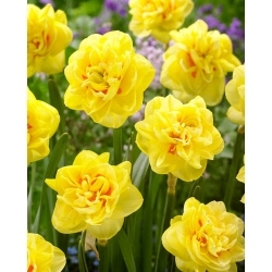 Sunny Day Narcis - XL-verpakking - 50 st - 