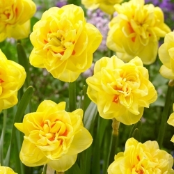 Sunny Day Narcis - XXXL pak 250 st - 