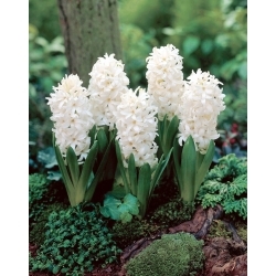 White Pearl hyacinth - XL pakke 30 stk