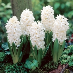 White Pearl hyacint - XL balenie 30 ks