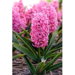 Scarlet Pearl hyacint - 3 stuks - 