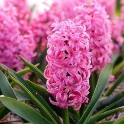 Scarlet Pearl hyacint - 3 stk.