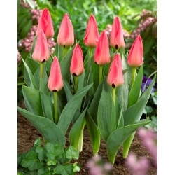 Tulipano Adele Duttweiler - Confezione XL - 50 pz