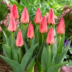 Tulipa Adele Duttweiler - pacote XXXL 250 unid.