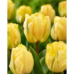 Akebono tulip - 5 pcs