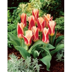 Ancilla tulipan - XL pakke - 50 stk.