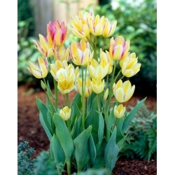 Antoinette tulipan - XXXL pakke 250 stk
