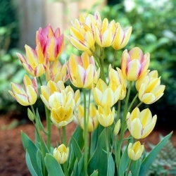 Antoinette tulipan - XXXL pakke 250 stk
