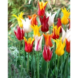 Liljeblomstret tulipan udvalg - Liljeblomst mix - XL pakke - 50 stk.