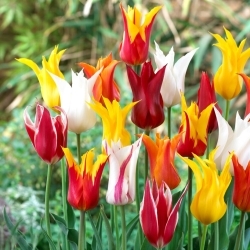 Liljeblomstret tulipan udvalg - Liljeblomst mix - XL pakke - 50 stk.
