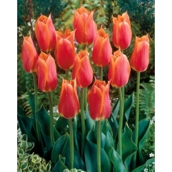 Big Brother tulip - XXXL pack  250 pcs