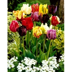 Selection de tulipes perroquets - melange de perroquets - 5 pcs