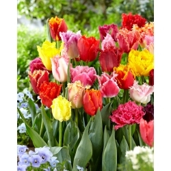 Výber tulipánov so strapcami - mix so strapcami - 5 ks