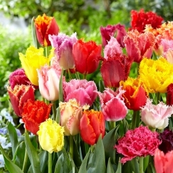 Výber tulipánov so strapcami - Mix so strapcami - XL balenie - 50 ks