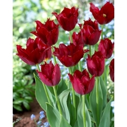 Tulipa Pacific Pearl - 5 peças