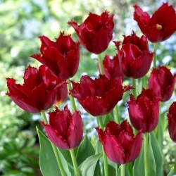 Tulipa Pacific Pearl - 5 peças - 